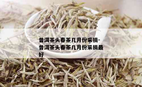 普洱茶头春茶几月份采摘-普洱茶头春茶几月份采摘更好