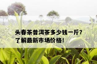 头春茶普洱茶多少钱一斤？了解最新市场价格！