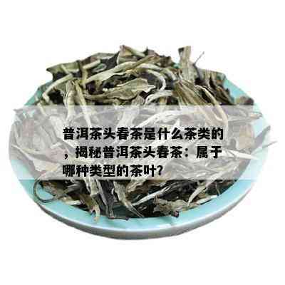 普洱茶头春茶是什么茶类的，揭秘普洱茶头春茶：属于哪种类型的茶叶？