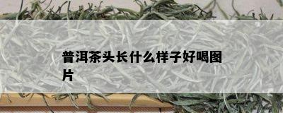 普洱茶头长什么样子好喝图片