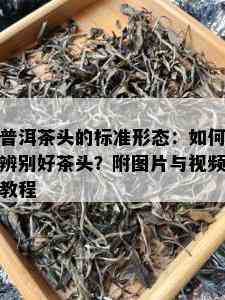 普洱茶头的标准形态：如何辨别好茶头？附图片与视频教程