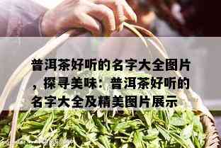 普洱茶好听的名字大全图片，探寻美味：普洱茶好听的名字大全及精美图片展示