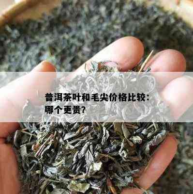 普洱茶叶和毛尖价格比较：哪个更贵？