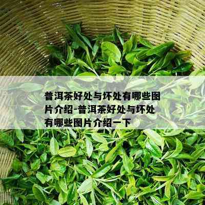 普洱茶好处与坏处有哪些图片介绍-普洱茶好处与坏处有哪些图片介绍一下