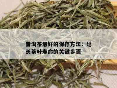 普洱茶更好的保存方法：延长茶叶寿命的关键步骤