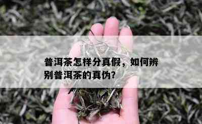 普洱茶怎样分真假，如何辨别普洱茶的真伪？