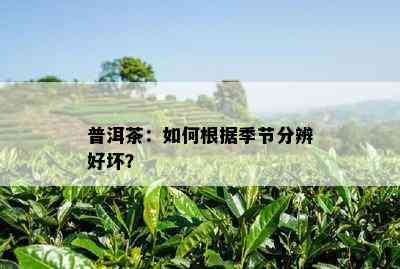 普洱茶：如何根据季节分辨好坏？