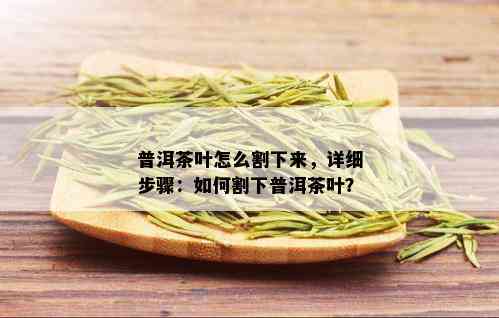 普洱茶叶怎么割下来，详细步骤：如何割下普洱茶叶？