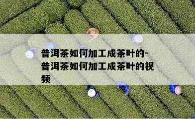 普洱茶如何加工成茶叶的-普洱茶如何加工成茶叶的视频