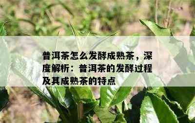 普洱茶怎么发酵成熟茶，深度解析：普洱茶的发酵过程及其成熟茶的特点