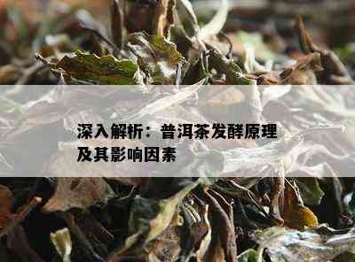 深入解析：普洱茶发酵原理及其影响因素