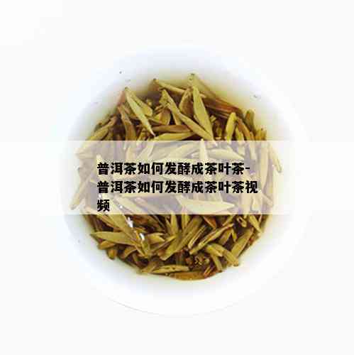 普洱茶如何发酵成茶叶茶-普洱茶如何发酵成茶叶茶视频