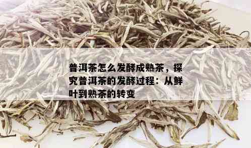 普洱茶怎么发酵成熟茶，探究普洱茶的发酵过程：从鲜叶到熟茶的转变