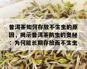 普洱茶如何存放不生虫的原因，揭示普洱茶防虫的奥秘：为何能长期存放而不生虫？