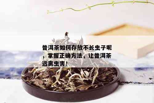 普洱茶如何存放不长虫子呢，掌握正确方法，让普洱茶远离虫害！