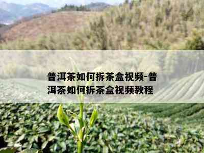 普洱茶如何拆茶盒视频-普洱茶如何拆茶盒视频教程