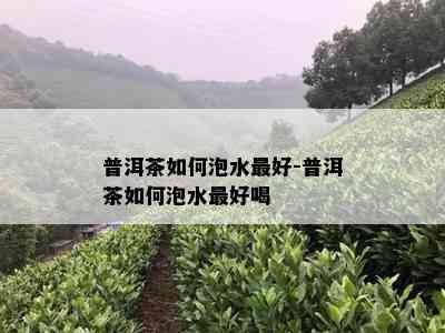 普洱茶如何泡水更好-普洱茶如何泡水更好喝