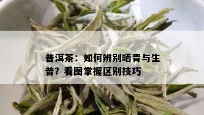 普洱茶：如何辨别晒青与生普？看图掌握区别技巧