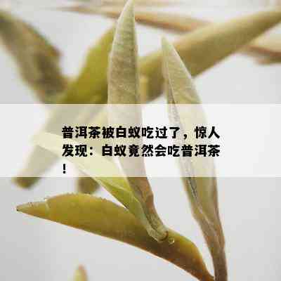 普洱茶被白蚁吃过了，惊人发现：白蚁竟然会吃普洱茶！