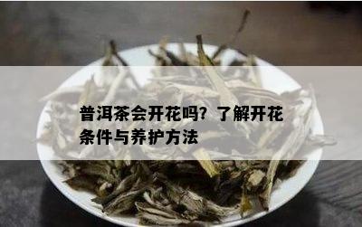 普洱茶会开花吗？了解开花条件与养护方法