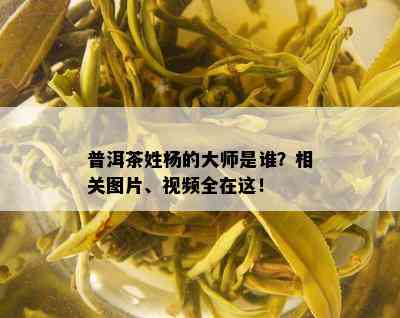 普洱茶姓杨的大师是谁？相关图片、视频全在这！