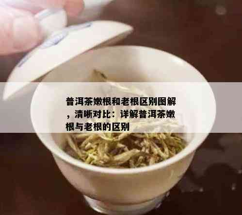 普洱茶嫩根和老根区别图解，清晰对比：详解普洱茶嫩根与老根的区别