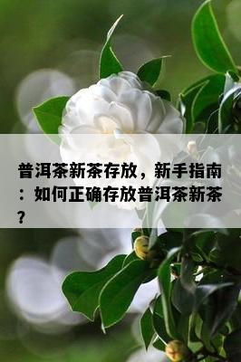 普洱茶新茶存放，新手指南：如何正确存放普洱茶新茶？