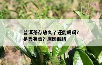 普洱茶存放久了还能喝吗？是否有？原因解析