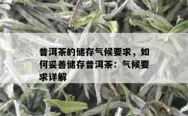 普洱茶的储存气候要求，如何妥善储存普洱茶：气候要求详解