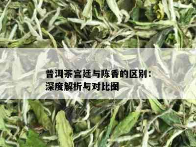 普洱茶宫廷与陈香的区别：深度解析与对比图