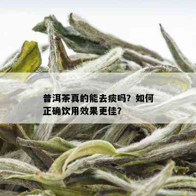 普洱茶真的能去痰吗？如何正确饮用效果更佳？