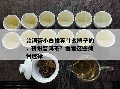 普洱茶小白推荐什么牌子的，初识普洱茶？看看这些如何选择