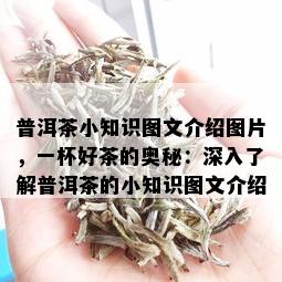 普洱茶小知识图文介绍图片，一杯好茶的奥秘：深入了解普洱茶的小知识图文介绍