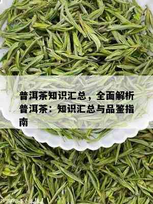 普洱茶知识汇总，全面解析普洱茶：知识汇总与品鉴指南