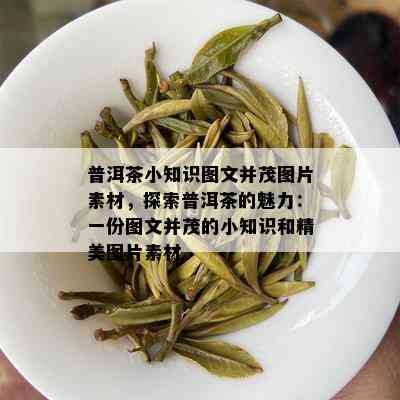 普洱茶小知识图文并茂图片素材，探索普洱茶的魅力：一份图文并茂的小知识和精美图片素材