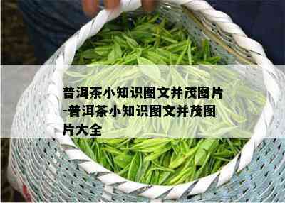 普洱茶小知识图文并茂图片-普洱茶小知识图文并茂图片大全