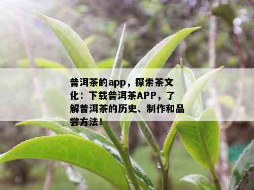 普洱茶的app，探索茶文化：下载普洱茶APP，了解普洱茶的历史、制作和品尝方法！