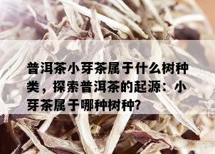 普洱茶小芽茶属于什么树种类，探索普洱茶的起源：小芽茶属于哪种树种？