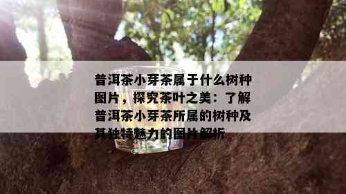 普洱茶小芽茶属于什么树种图片，探究茶叶之美：了解普洱茶小芽茶所属的树种及其独特魅力的图片解析