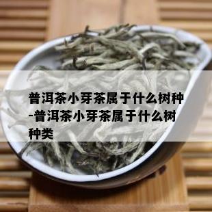 普洱茶小芽茶属于什么树种-普洱茶小芽茶属于什么树种类