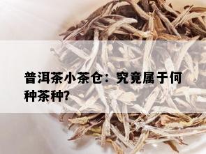 普洱茶小茶仓：究竟属于何种茶种？