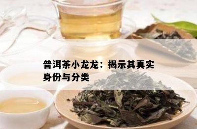 普洱茶小龙龙：揭示其真实身份与分类