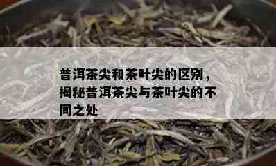 普洱茶尖和茶叶尖的区别，揭秘普洱茶尖与茶叶尖的不同之处