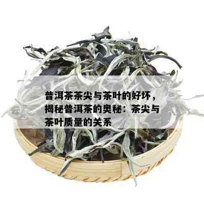 普洱茶茶尖与茶叶的好坏，揭秘普洱茶的奥秘：茶尖与茶叶质量的关系