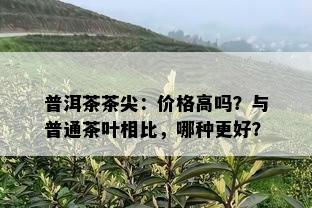 普洱茶茶尖：价格高吗？与普通茶叶相比，哪种更好？