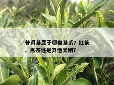 普洱茶属于哪类茶系？红茶、黑茶还是其他类别？