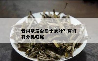 普洱茶是否属于茶叶？探讨其分类归属