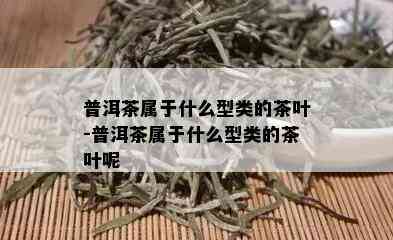 普洱茶属于什么型类的茶叶-普洱茶属于什么型类的茶叶呢