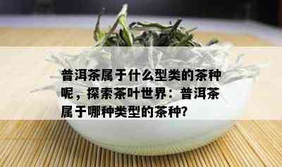 普洱茶属于什么型类的茶种呢，探索茶叶世界：普洱茶属于哪种类型的茶种？