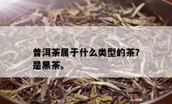 普洱茶属于什么类型的茶？是黑茶。